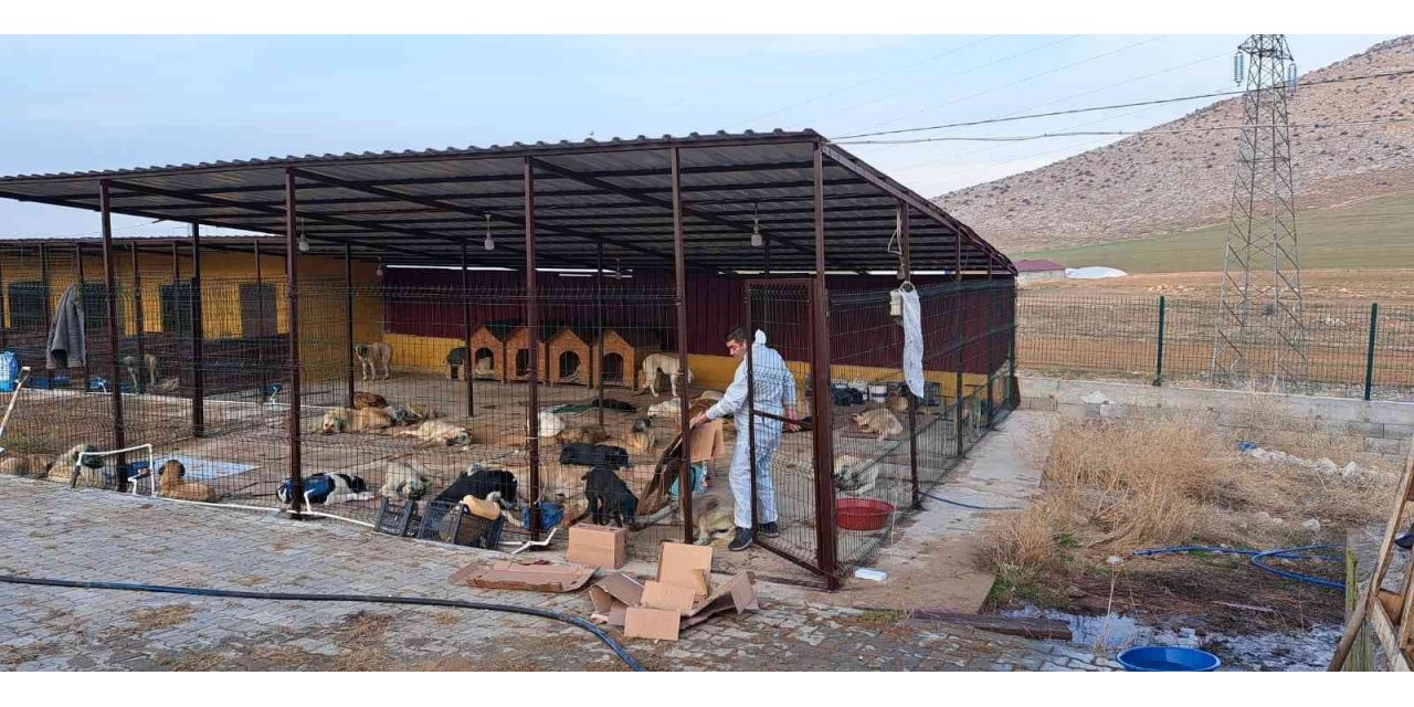 Elbistan’da 200 sokak köpeği kısırlaştırıldı