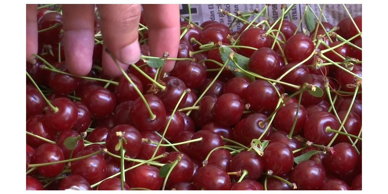 Elazığ vişnesi tescillendi