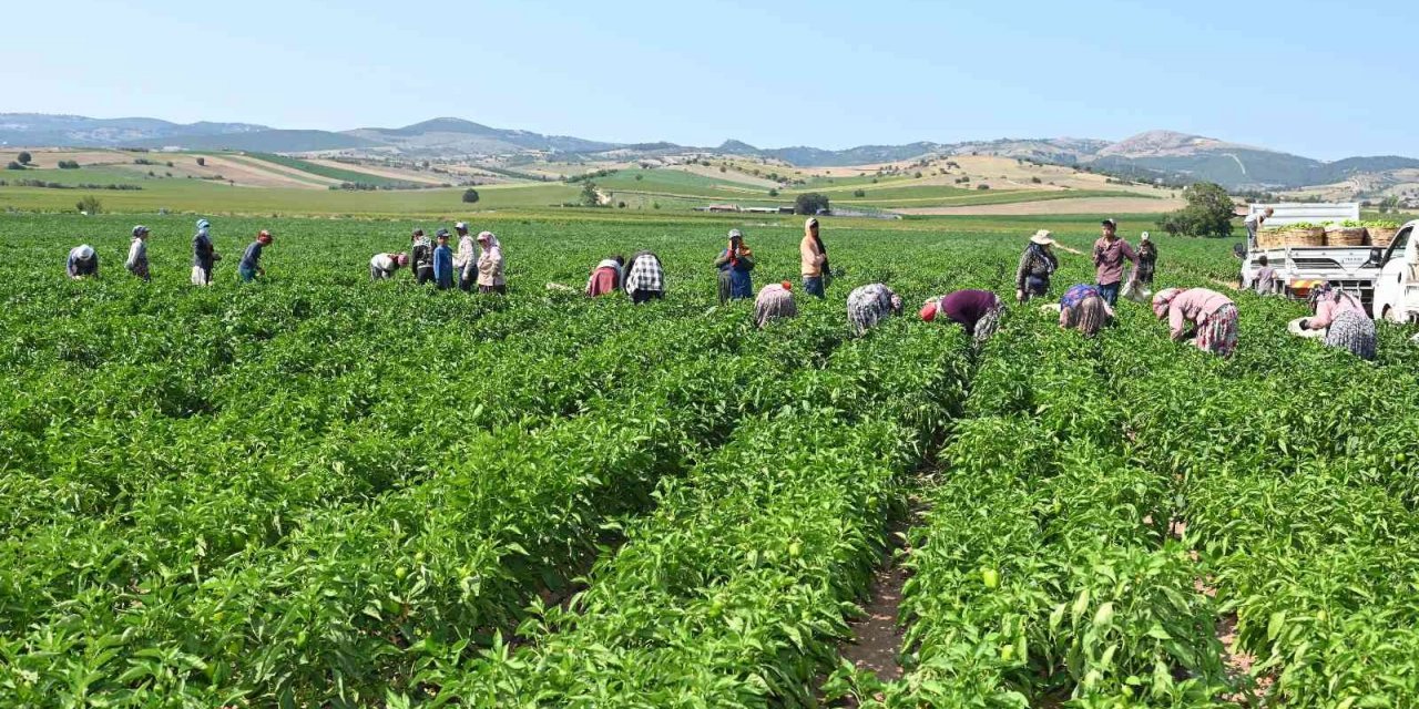 Yenişehir Biberi’ne de tescil belgesi