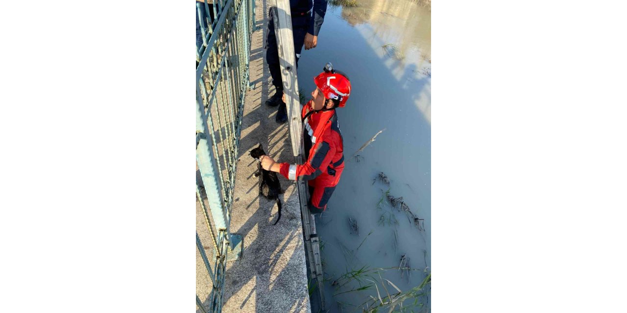 Seydikemer’de Çaya düşen kediyi İtfaiye kurtardı