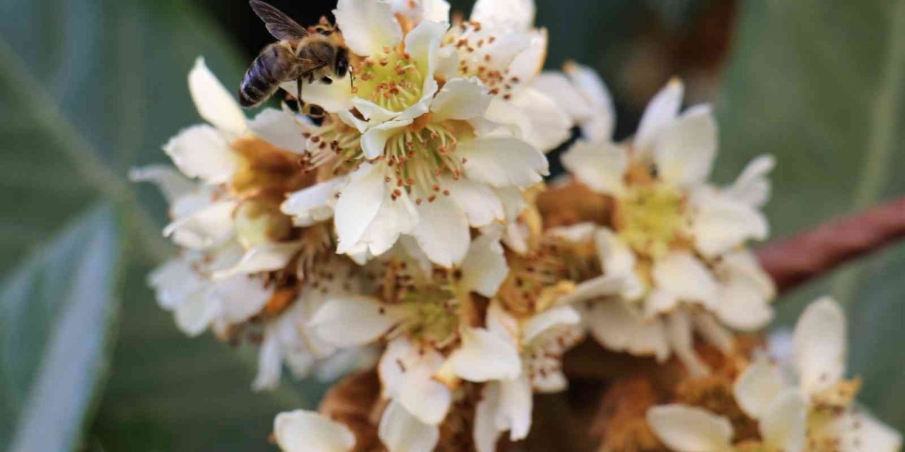 Yenidünya ağaçları çiçek açtı