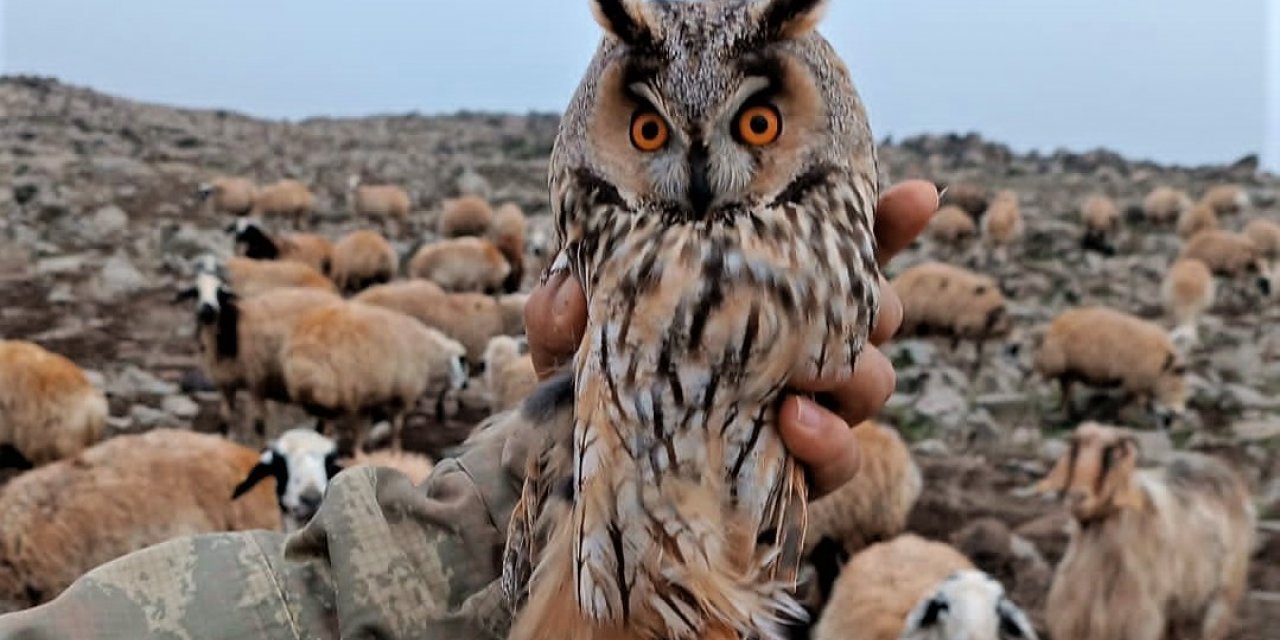Diyarbakır’da yaralı bulunan ’kulaklı orman baykuşu’ tedavi edildi