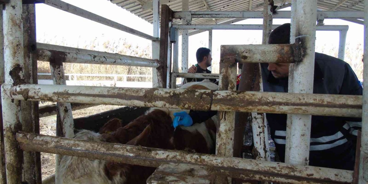 İthal hayvanların karantina ve sonrasındaki takipleri titizlikle yapılıyor