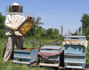 Çeltik'te bal rekoltesi düştü