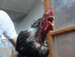Acıkınca anne diye öten horoz