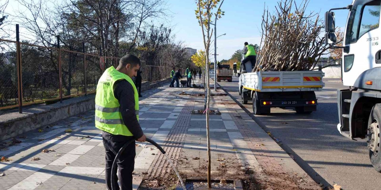 Siverek’te ağaçlandırma çalışması