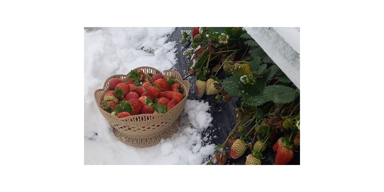 Yaylada kar altında çilek hasadı