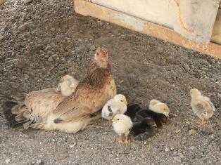 Küçükbaş hayvan sahiplerine aşı ve küpe uyarısı