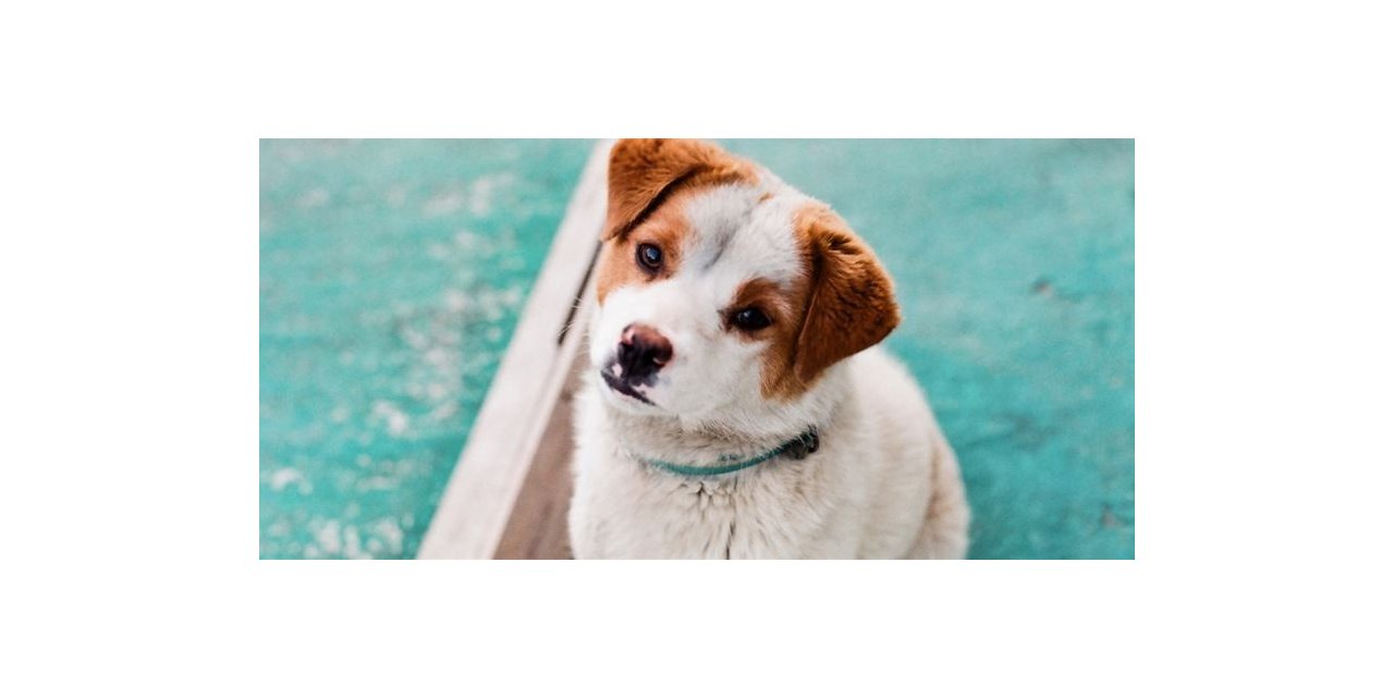 Ev hayvanlarının kayıt altına alma çalışmaları devam ediyor