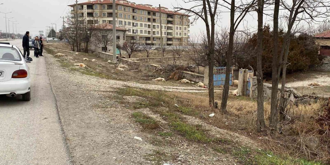 Konya’da otlayan 50’dan fazla koyun telef oldu