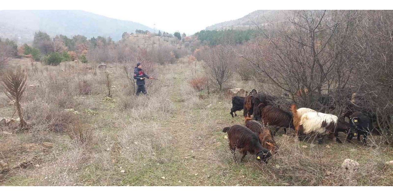 Kaybolan 70 küçükbaş hayvan jandarma ekiplerince bulundu