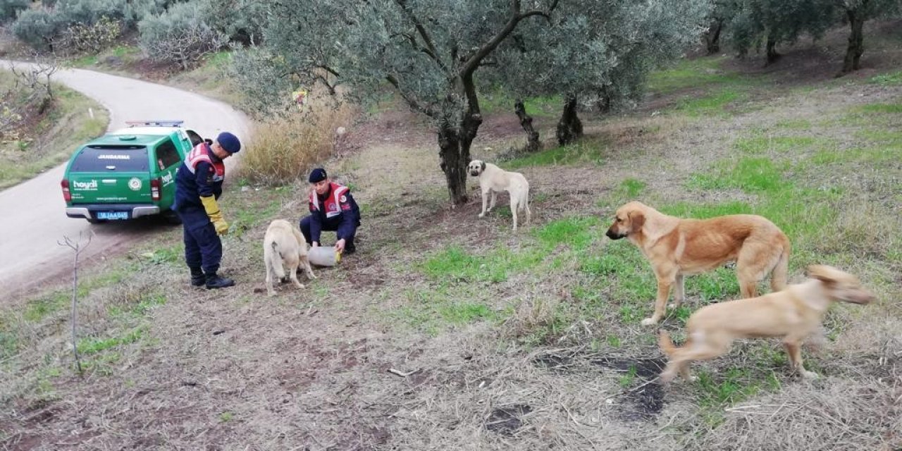 Jandarma ekipleri sokak hayvanlarını besledi