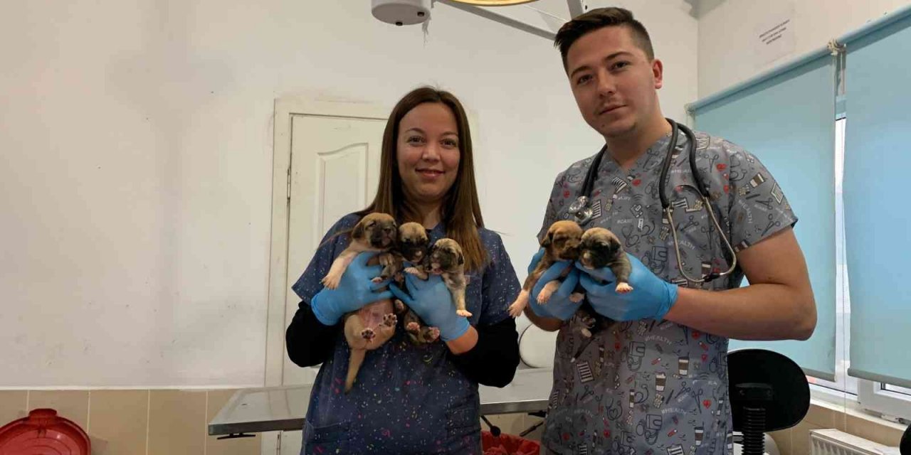 Ağzı bağlı çuvalda bulunan 8 yavru köpek ve sütannesi gözetim altına alındı