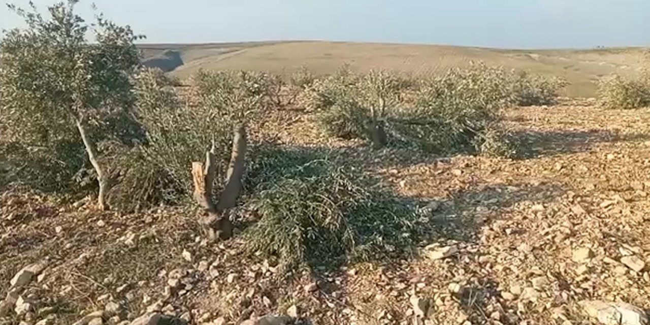 Şanlıurfa’da yüzlerce zeytin ağacı kimliği belirsiz kişilerce kesildi