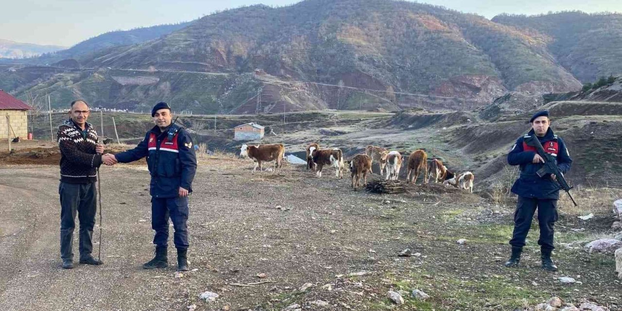 Kaybolan hayvanları jandarma buldu