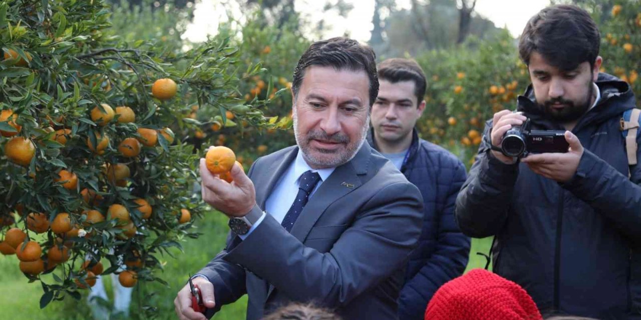 Başkan Aras, öğrencilerle mandalina hasadı yaptı