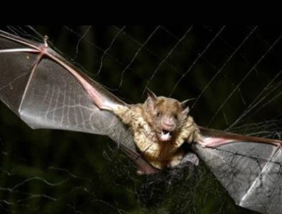 Peru'da yarasa dehşeti