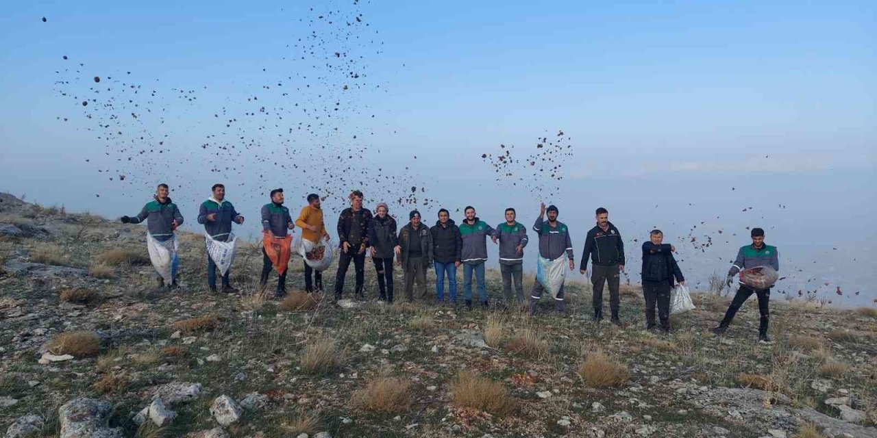 Elbistan’da, doğada bin yıl yaşayan sedir ağacı tohumları toprakla buluştu
