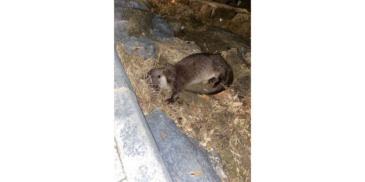 Silivri’de nesli tükenmekte olan su samuru görüldü