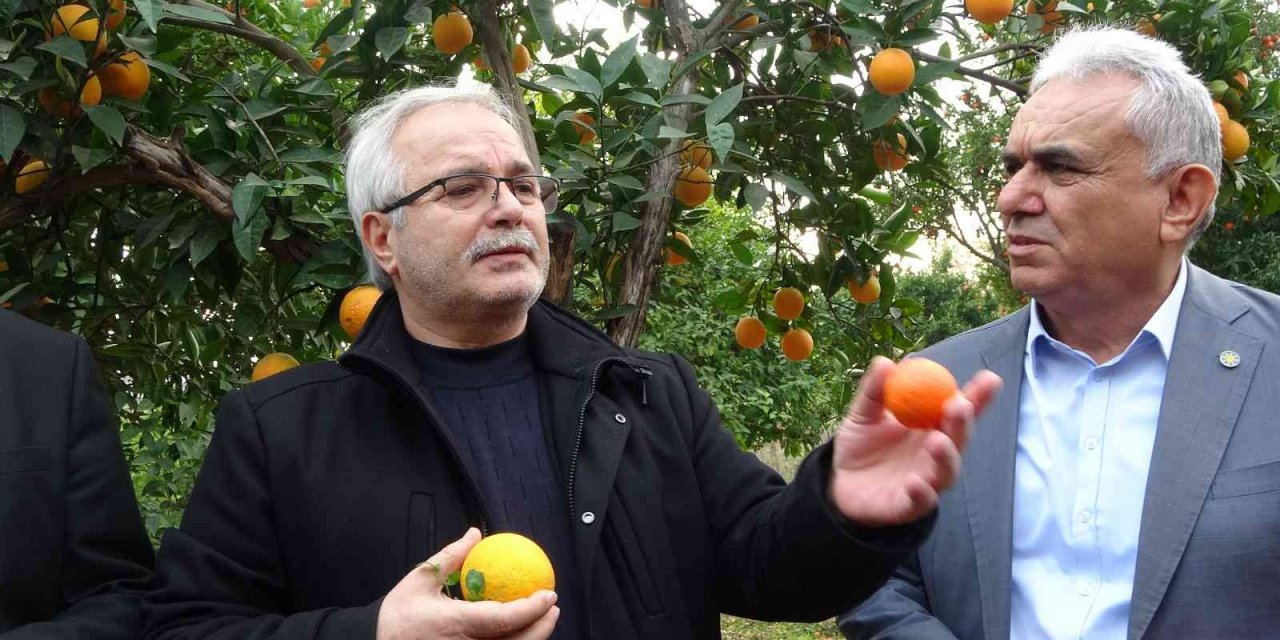 Kozan Belediyesinden halka açık narenciye bahçesinde ilk hasat