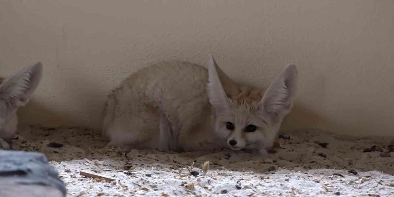 Bursa Hayvanat Bahçesi’nde bebek tilki sevinci