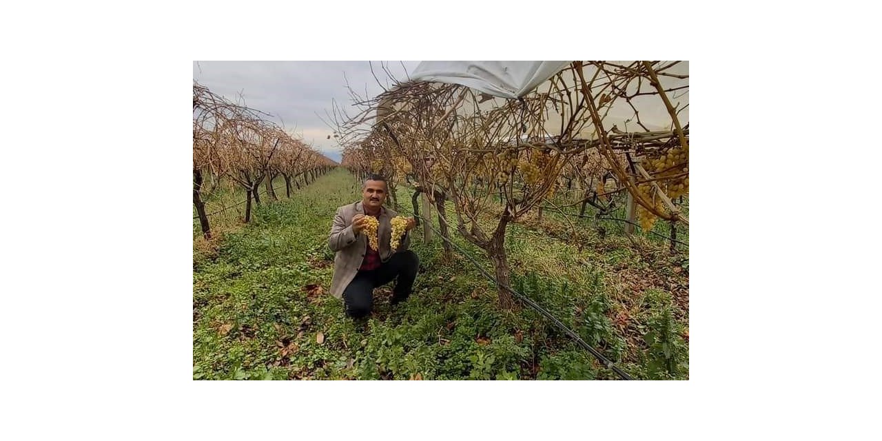 Yılbaşı sofralarının taze üzümü Sarıgöl bağlarından