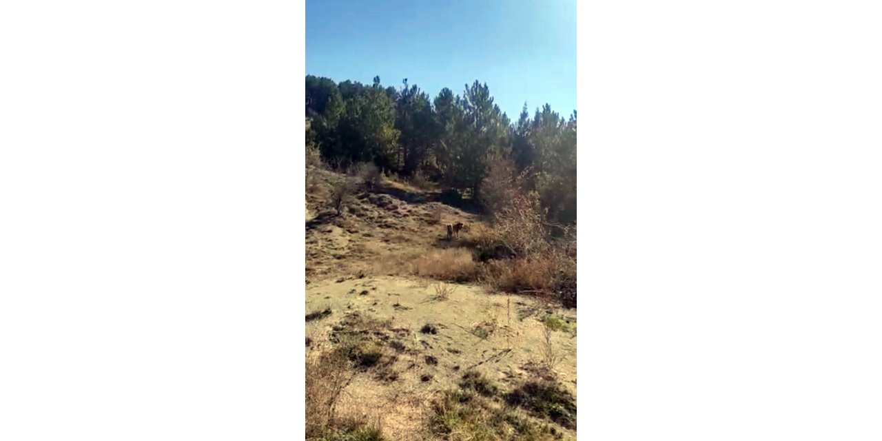 Mudurnu’da aç kalan kurtlar köye indi