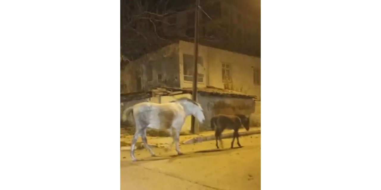 Elazığ’da başıboş atlar cadde ve sokaklarda ilginç görüntüler oluşturdu