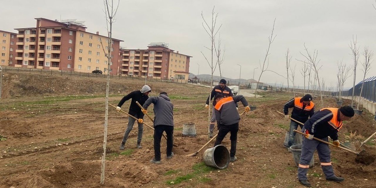 Sungurlu’da 500 ağaç toprakla buluştu