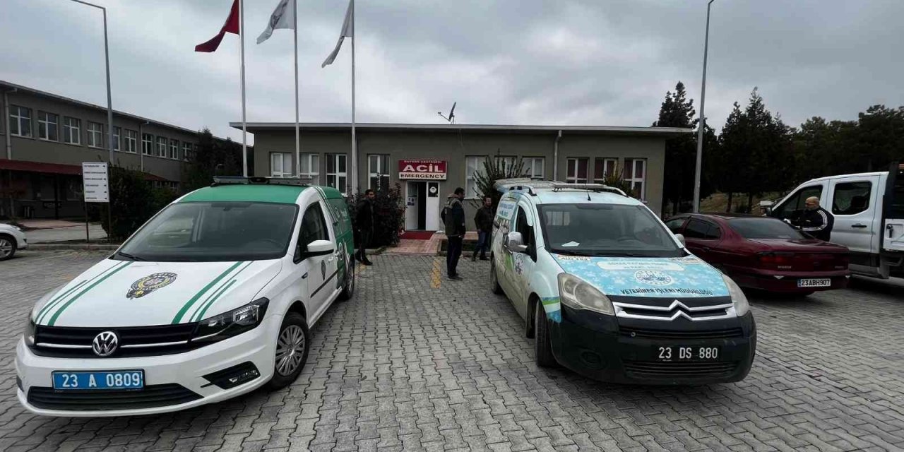 Bacağı kırık tay, tedavi altına alındı