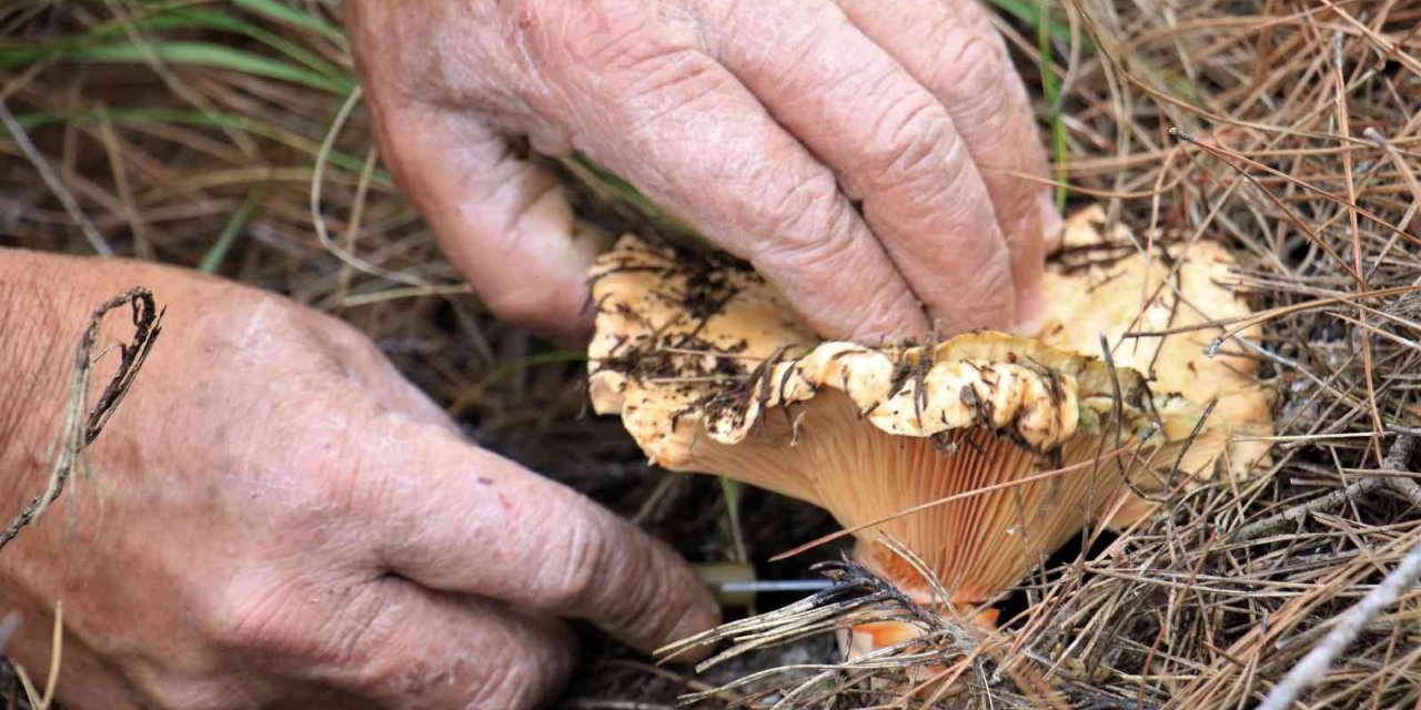 Ormanın bereketi "Kanlıca mantarı"