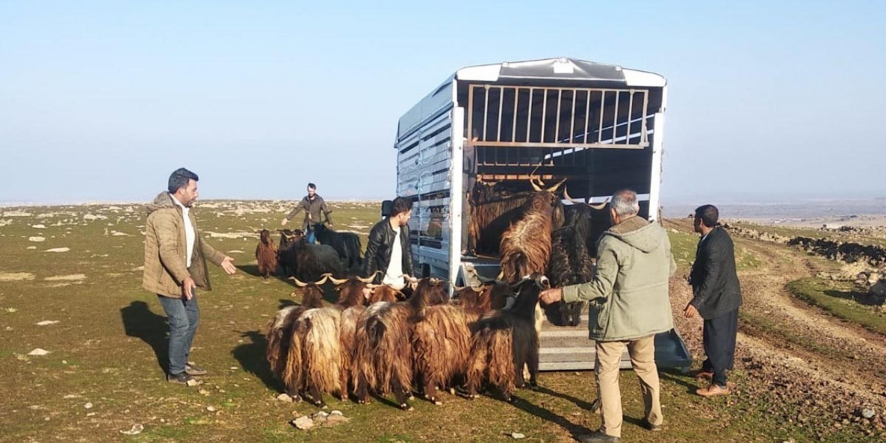 Siverek’te hayvan hırsızları jandarmadan kaçamadı