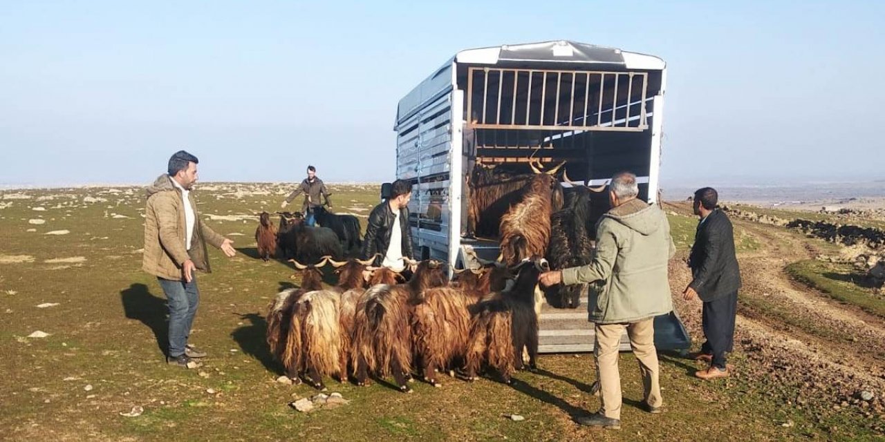 Siverek’te çalınan hayvanlar Diyarbakır’da bulundu