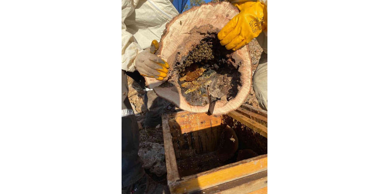 Ağaç kovuğunda yuva yapan arılar ve bal özenle çıkartıldı
