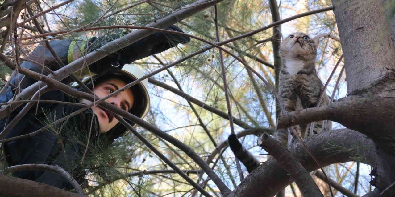 10 metrelik çam ağacında mahsur kalan kedi, ekiplere zor anlar yaşattı