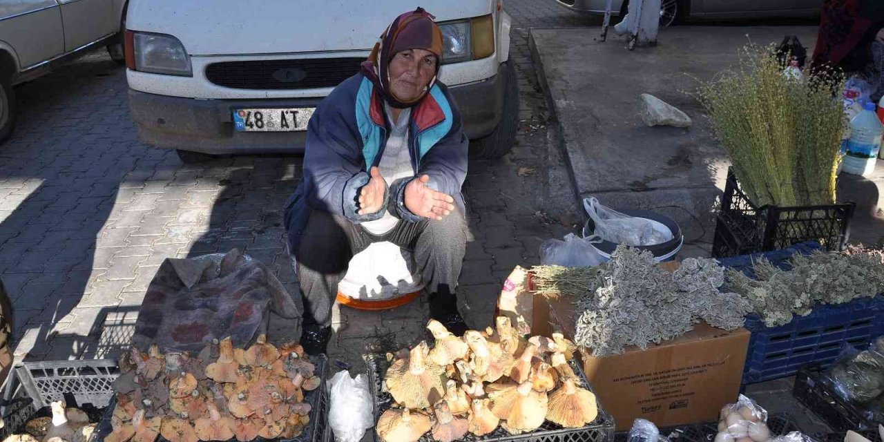 Çıntar köylünün geçim kaynağı oldu