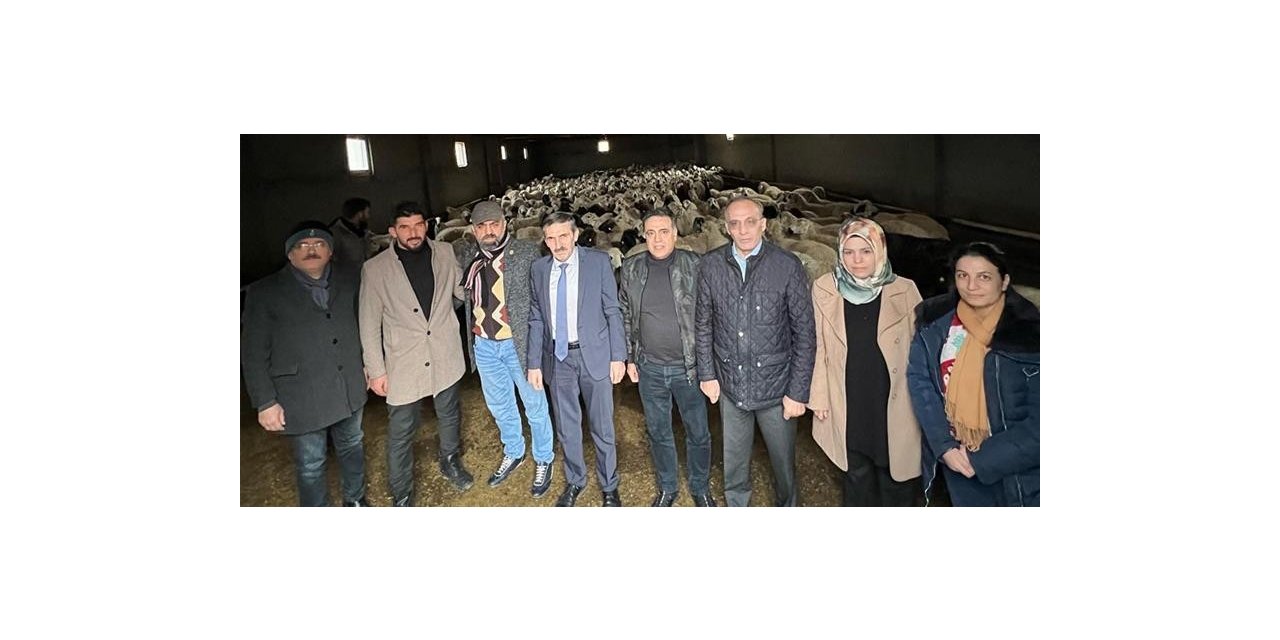 Malatya’da Akkaraman ırkı koyun yetiştiriciliği yaygınlaştırılıyor