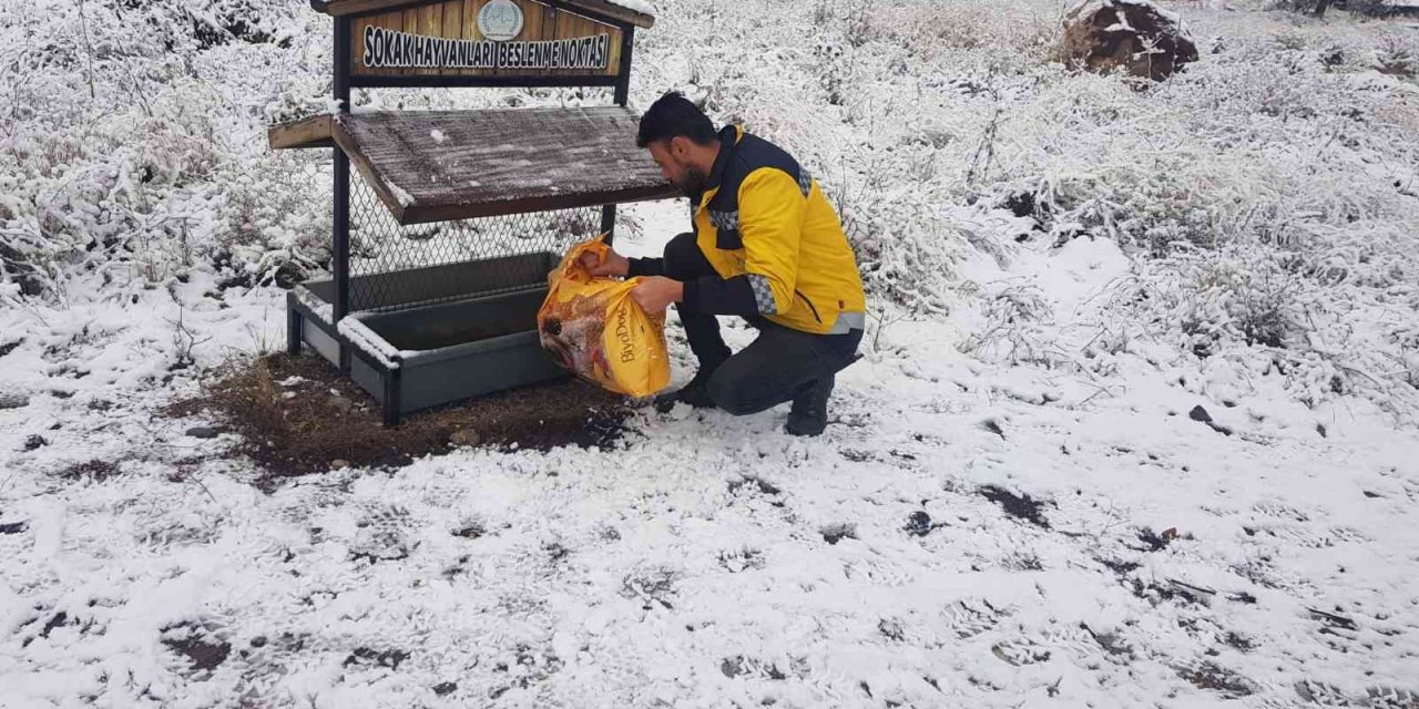 Belediye ekipleri sokak hayvanlarını unutmuyor