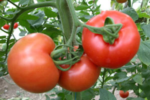 Yüzde 100 yerli ve kanseri önlüyor