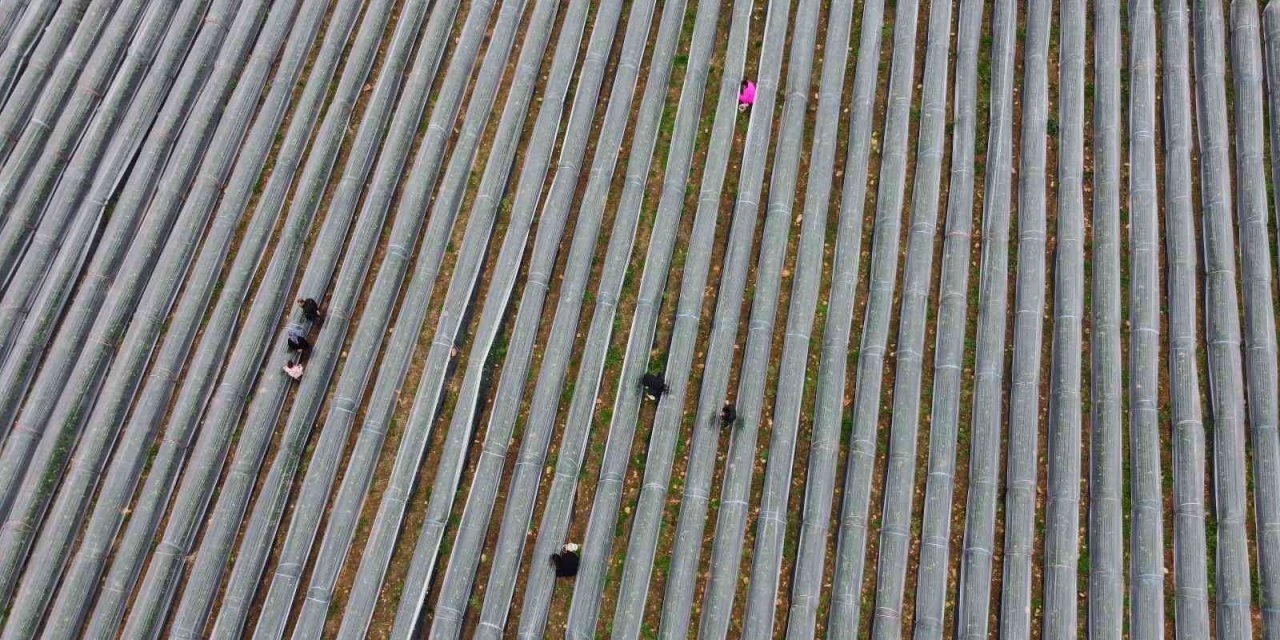 Adana’da kış ayında çilek hasadı: Kilosu 80 TL, bahçeye müşteriler kendileri toplamaya geliyor