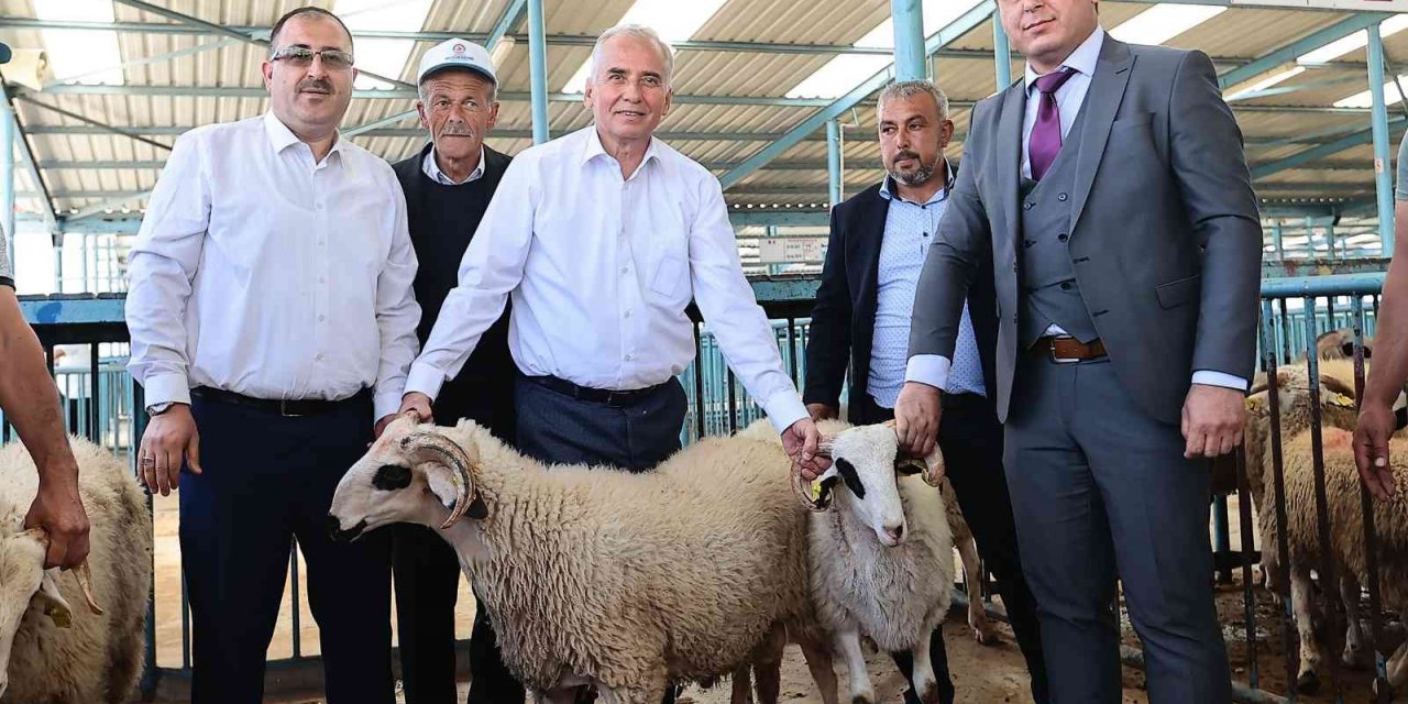 Denizlili yetiştiricilere 1000 adet damızlık koç ve teke dağıtılacak