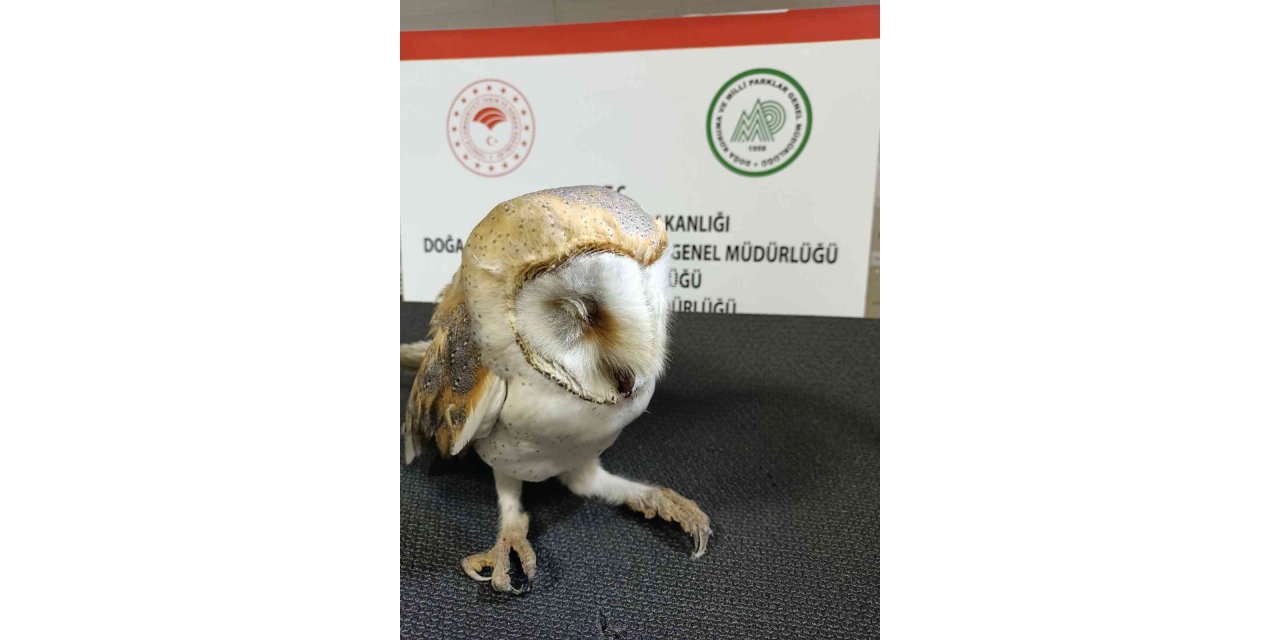 Otomobil çarpması sonucu ağır yaralanan peçeli baykuş tedavi altına alındı