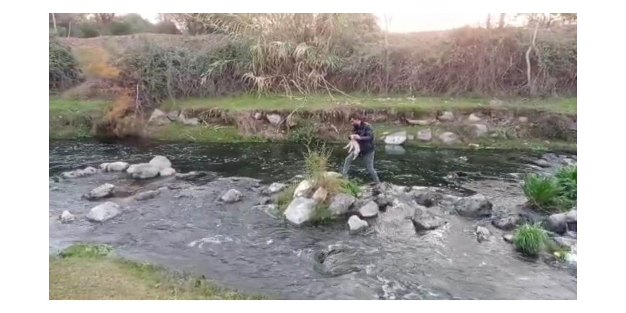 Derede mahsur kalan yavru köpeği itfaiye kurtardı