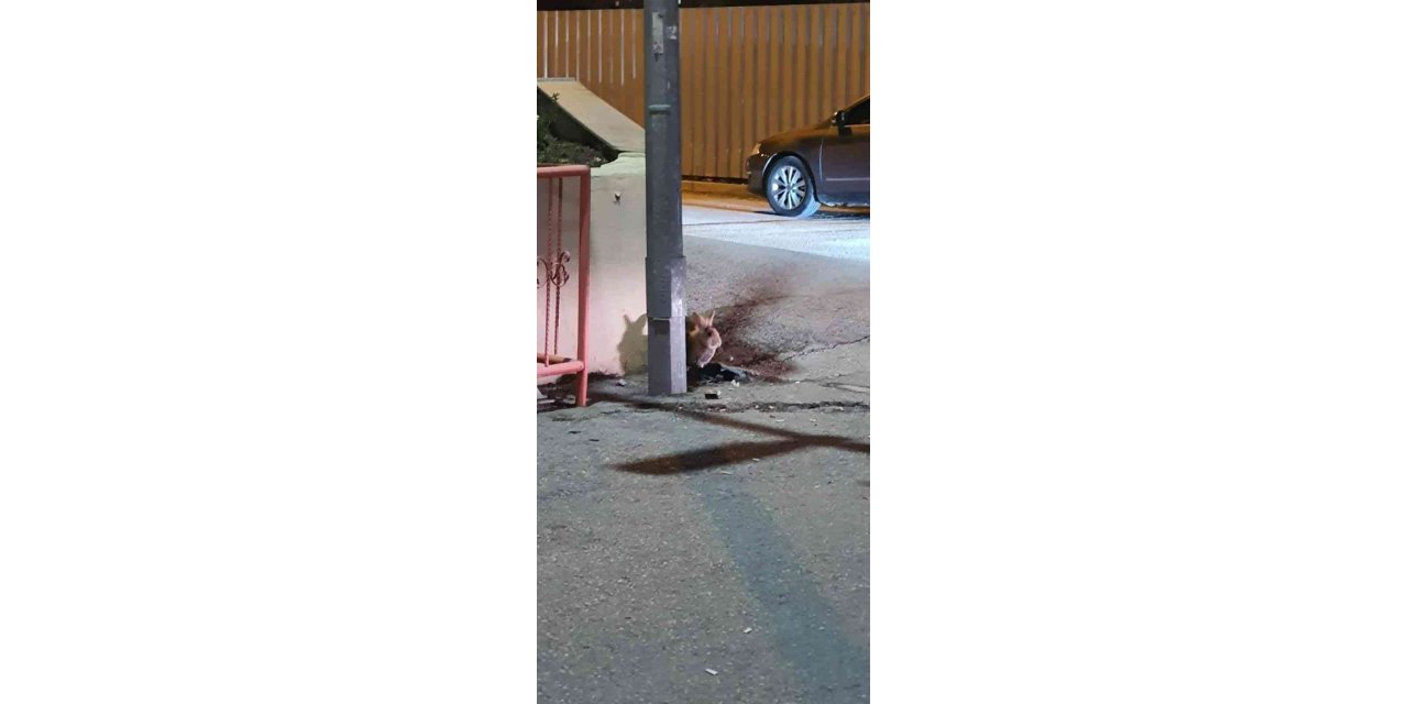 Eskişehir’de kent merkezinde görülen tavşan şaşırttı