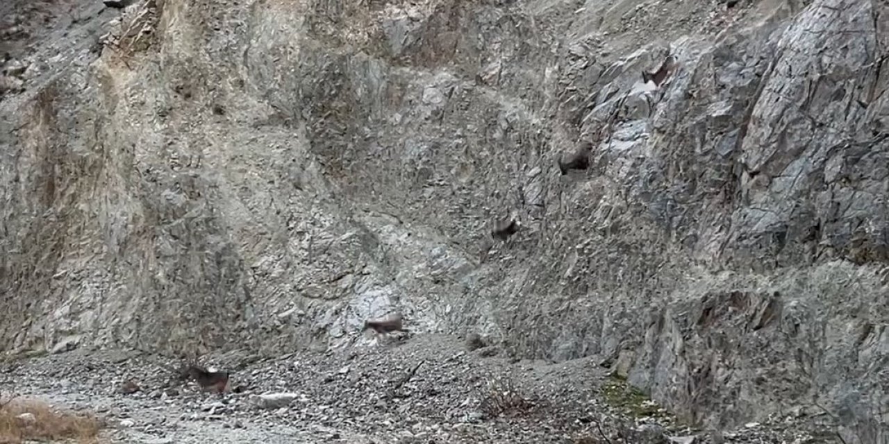 Artvin´de yaban keçileri sürü halinde görüntülendi