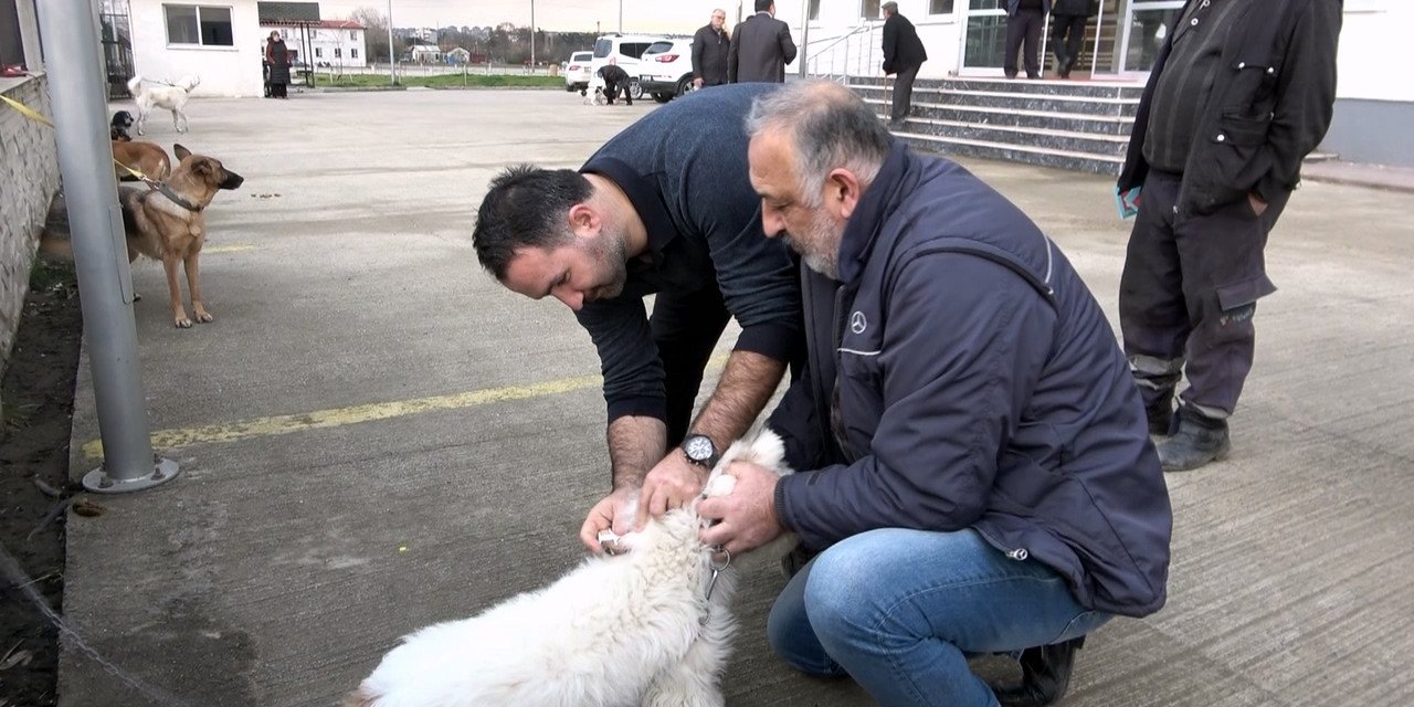 Samsun’da evcil hayvanların kimliklendirme çalışmaları sürüyor