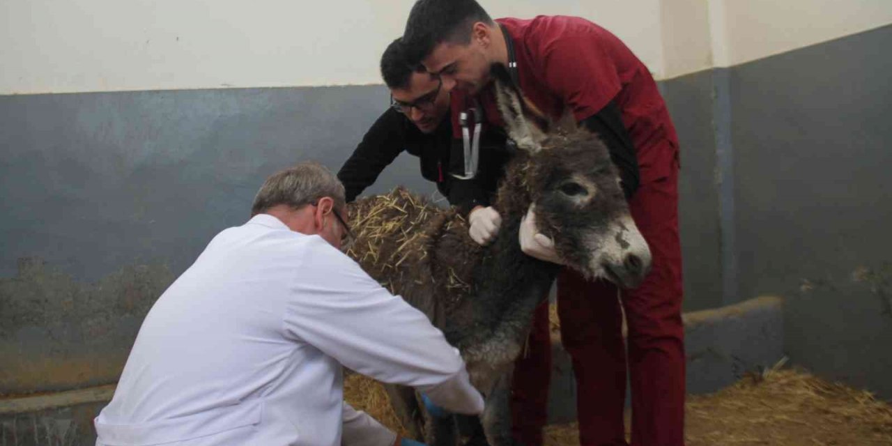 Vücudunda yanıklar bulunan sıpa tedavi edildi