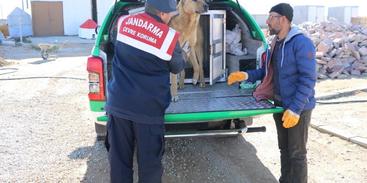 Karaman’da yaralı köpek koruma altına alındı