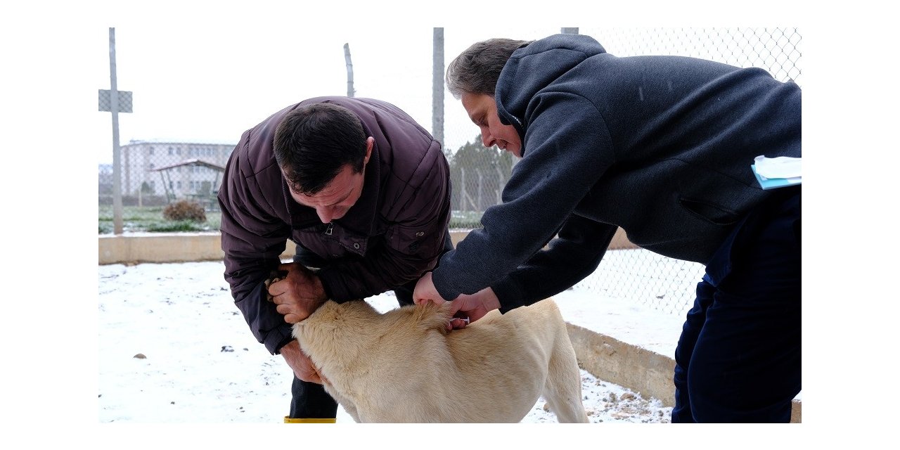 Anadolu aslanları çiplendi