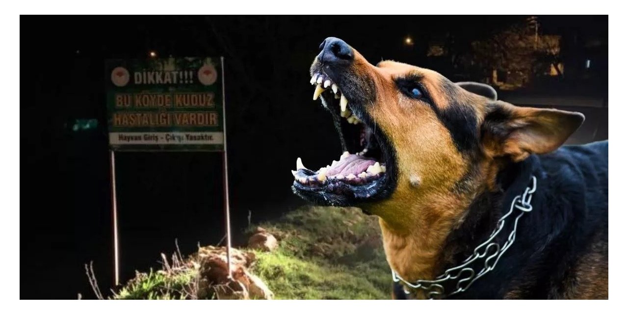 Dünyada her yıl 55 bin kişi kuduzdan ölüyor